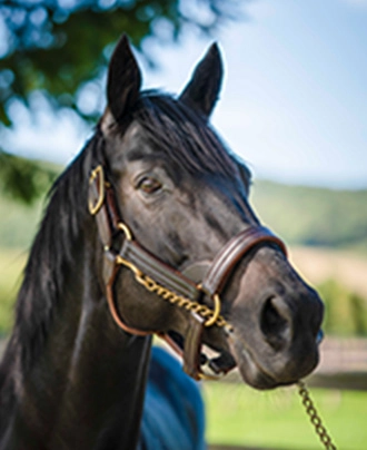 LEX STUD（レックススタッド）| 種牡馬繋養牧場