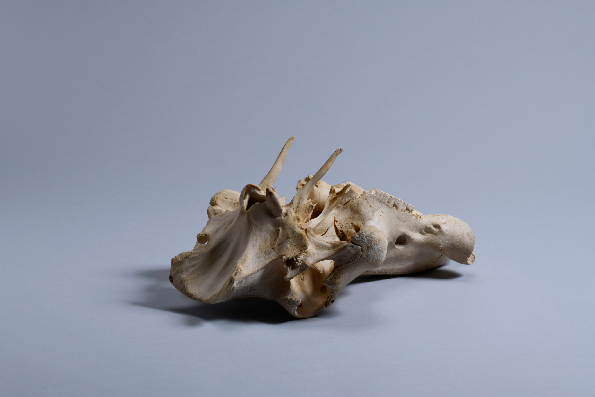 イボイノシシ・イボ猪 | 写房 楠華堂(造形美/気になる骨)