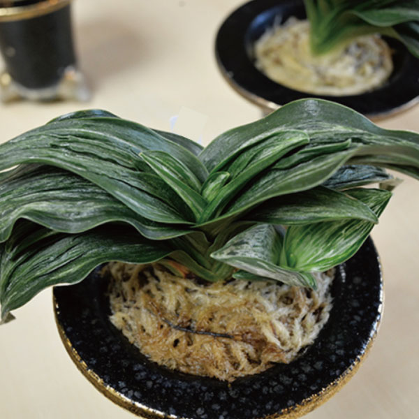 万年青 見聞録 - 春光園 【公式ホームページ】